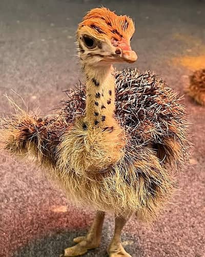 ostrich baby chicks
