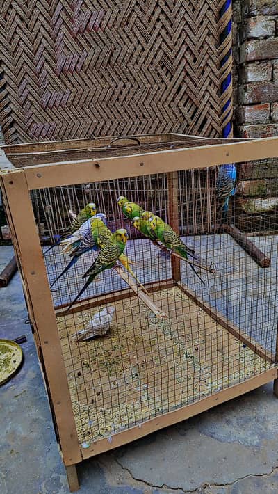beautiful and healthy parrots for sale 12 piece