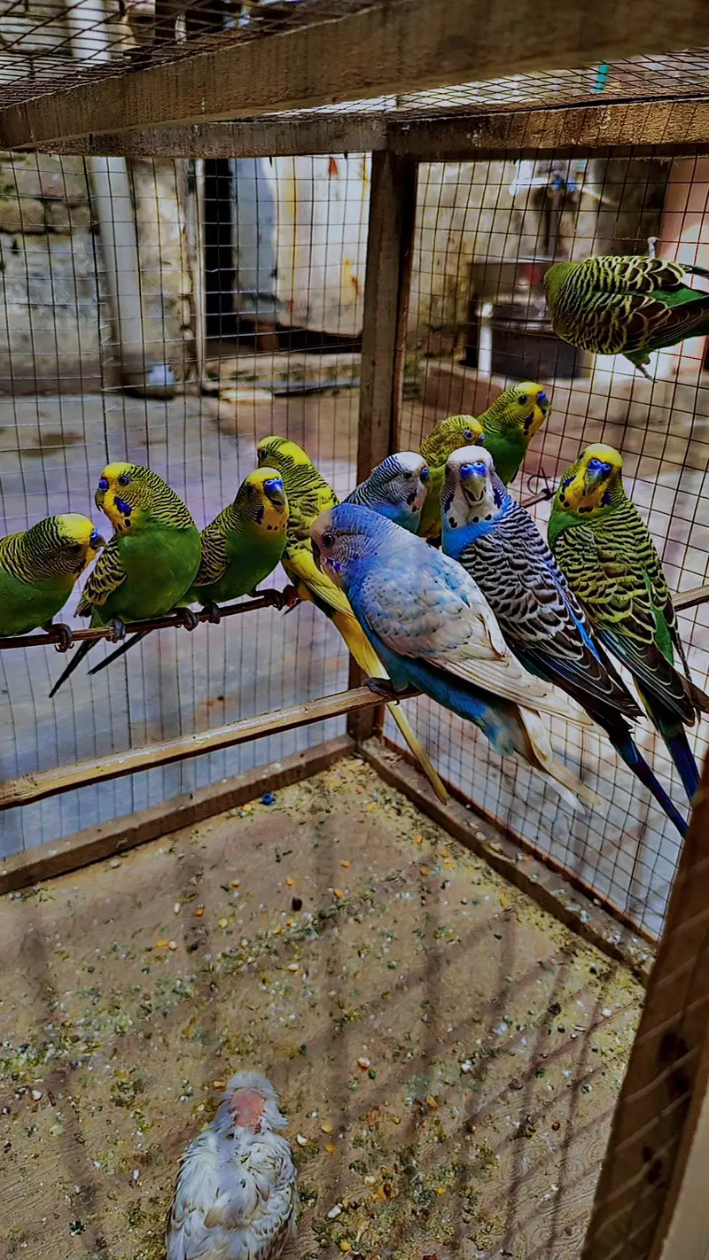 beautiful and healthy parrots for sale 12 piece — photo 3