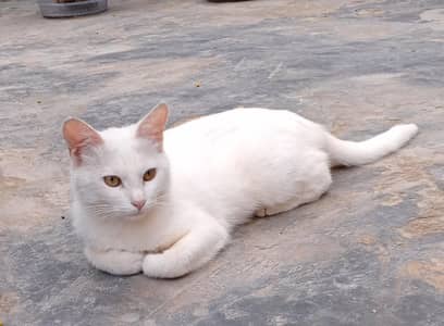 Cat female Bredr
