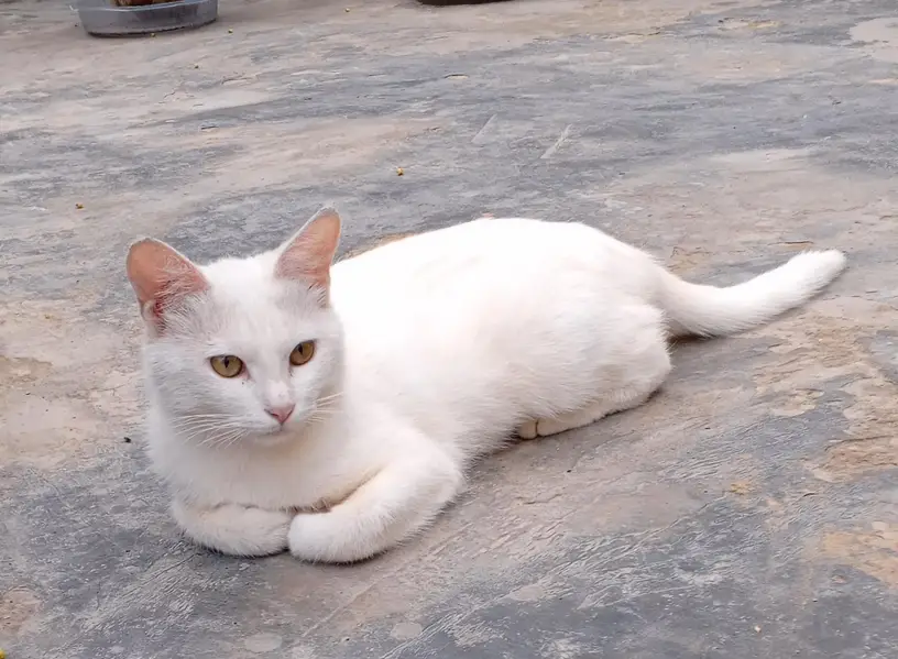 Cat female Bredr