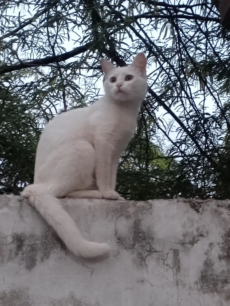 Cat female Bredr — photo 2