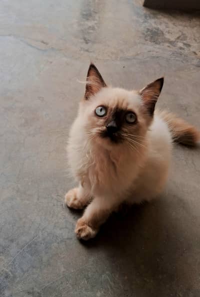 Persian
