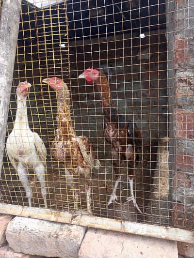 Pure Aseel Pathay for Sale – Healthy & Original Breed