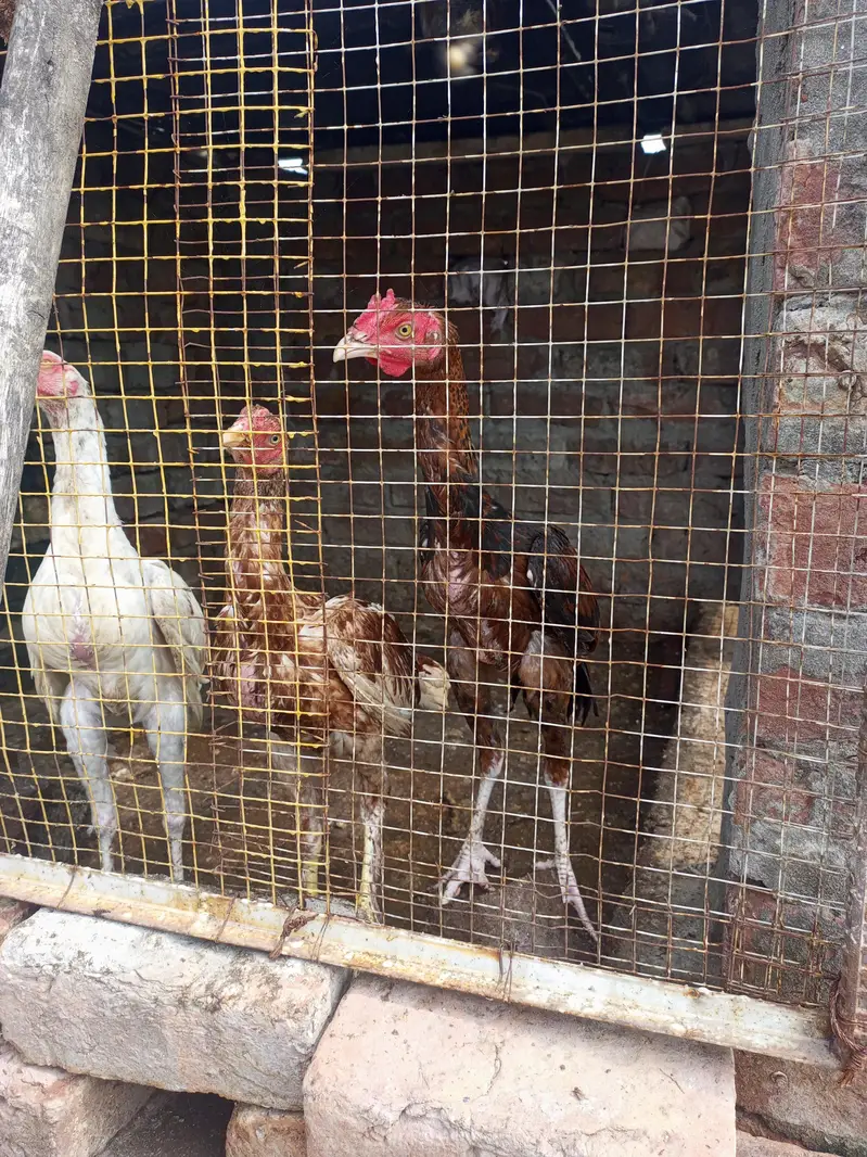 Pure Aseel Pathay for Sale – Healthy & Original Breed — photo 2