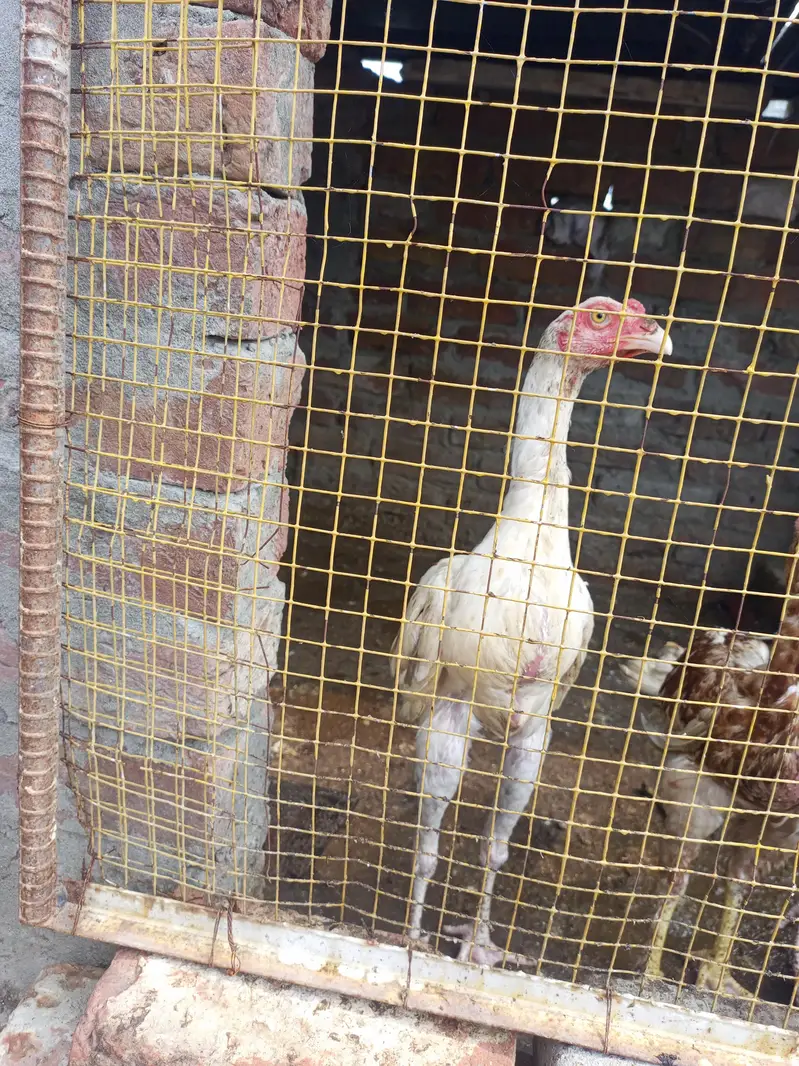 Pure Aseel Pathay for Sale – Healthy & Original Breed — photo 3