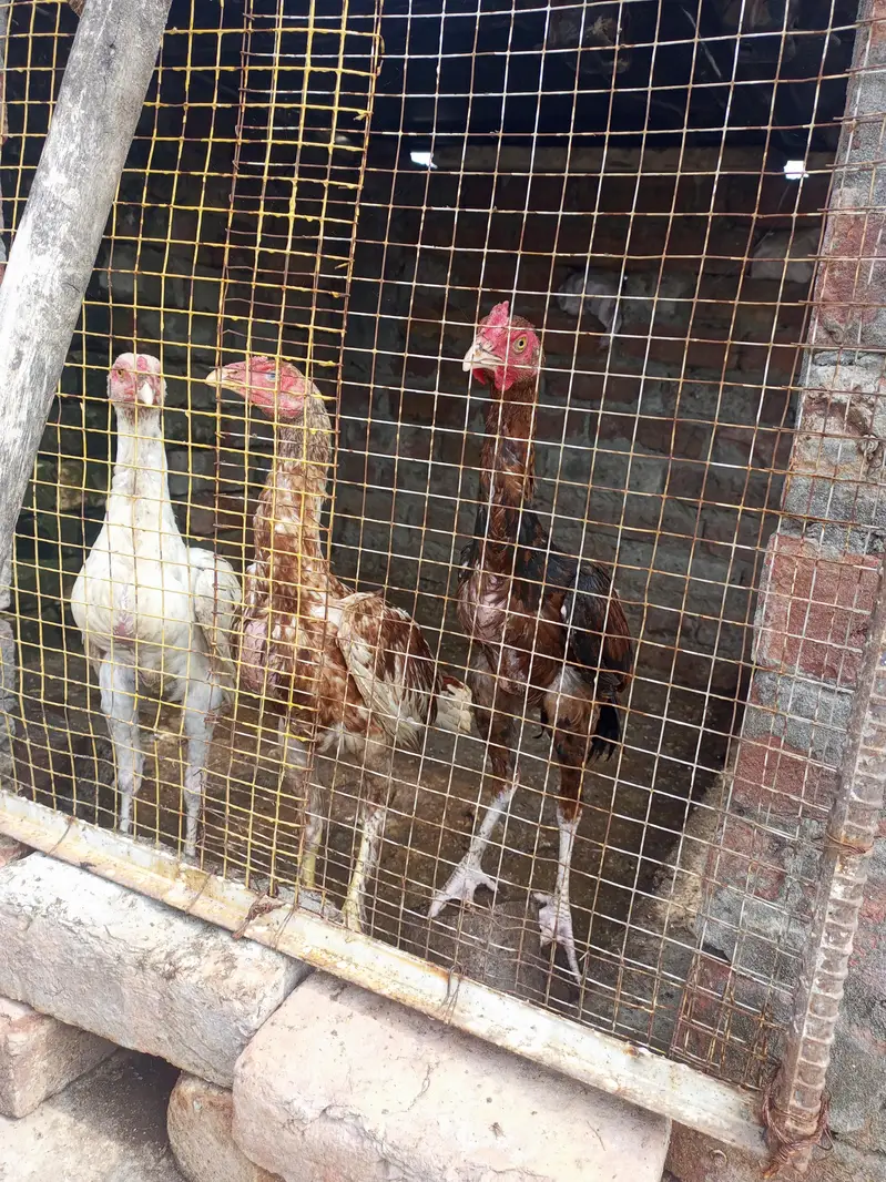 Pure Aseel Pathay for Sale – Healthy & Original Breed — photo 5
