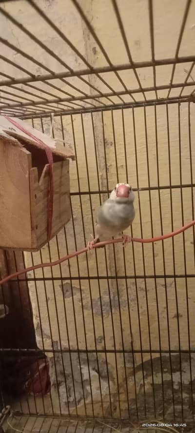 Active Java Finches Fresh and healthy.