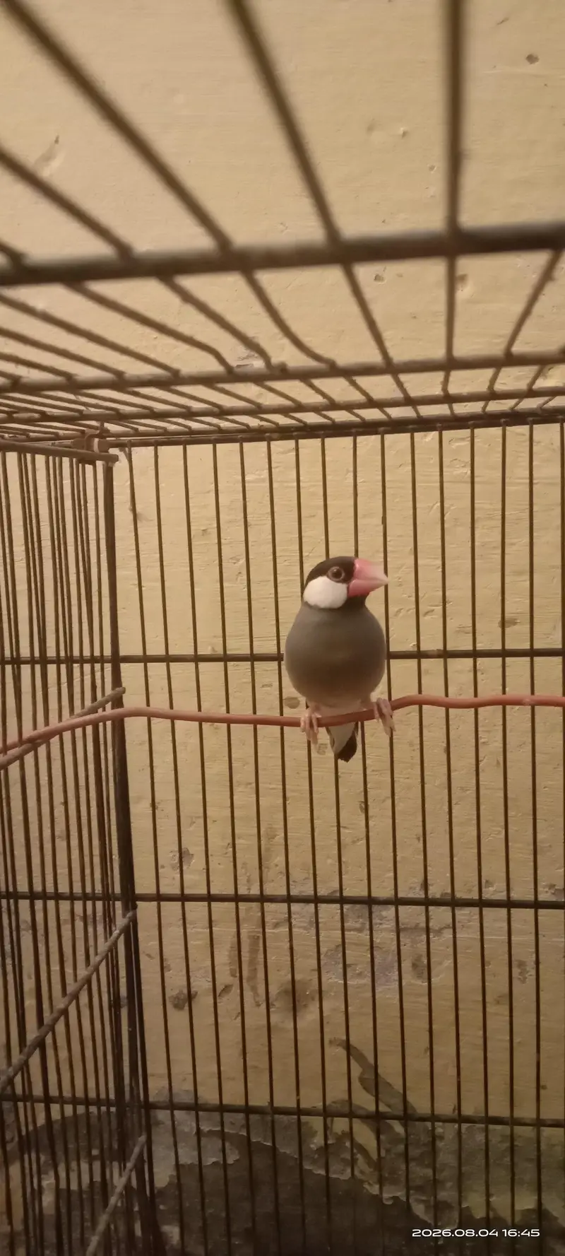 Active Java Finches Fresh and healthy. — photo 2
