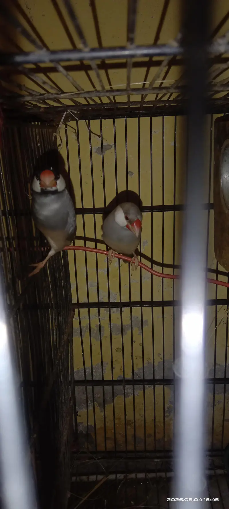 Active Java Finches Fresh and healthy. — photo 3