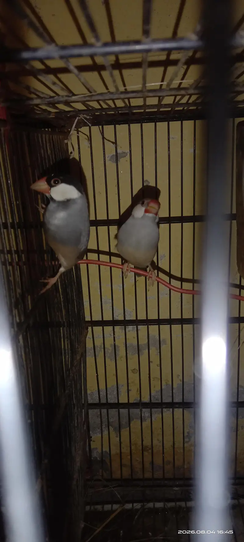 Active Java Finches Fresh and healthy. — photo 4