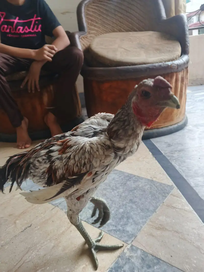 ice blue dragon patha top quality for sale — photo 3
