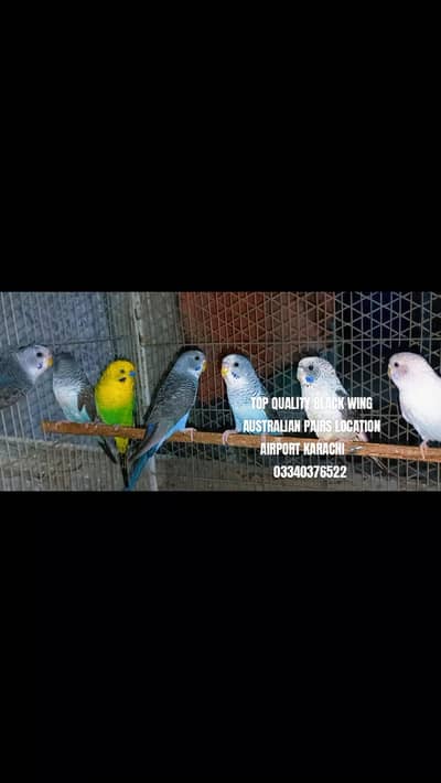 Top Quality Demanding Black wing 4 pairs  Australian