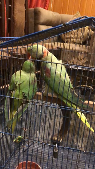 Breeder pair 03225844099