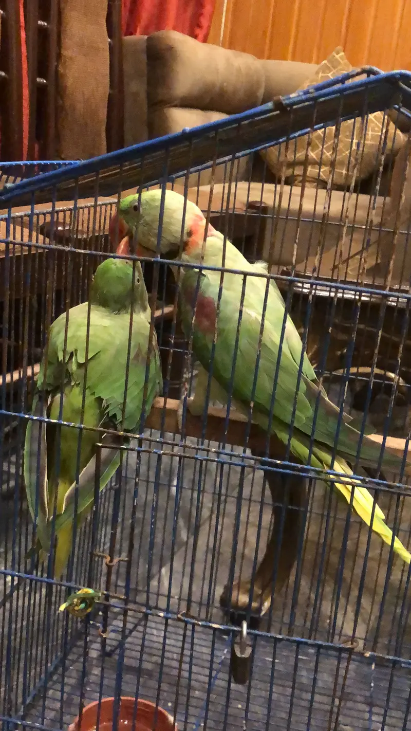 Breeder pair 03225844099 — photo 2