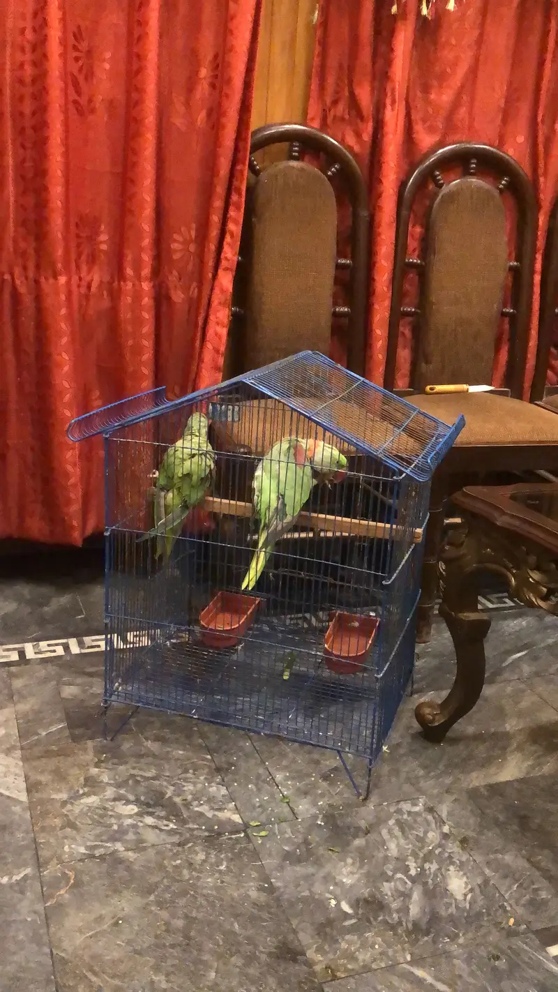 Breeder pair 03225844099 — photo 3