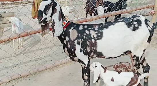 2 Bacchon ka sath Desi Bakri For Sale call _03369794037