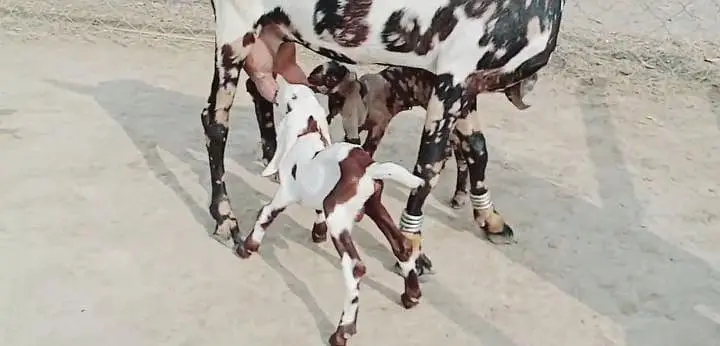 2 Bacchon ka sath Desi Bakri For Sale call _03369794037 — photo 4