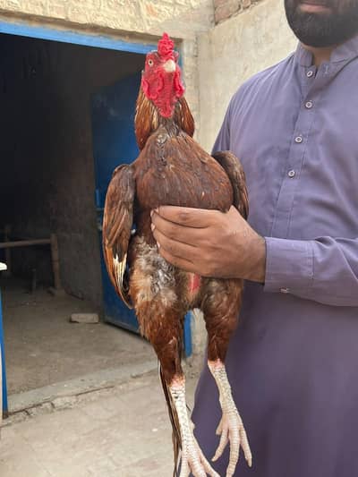 mian wali aseel murgha