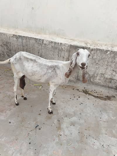 Female Goat For Sale