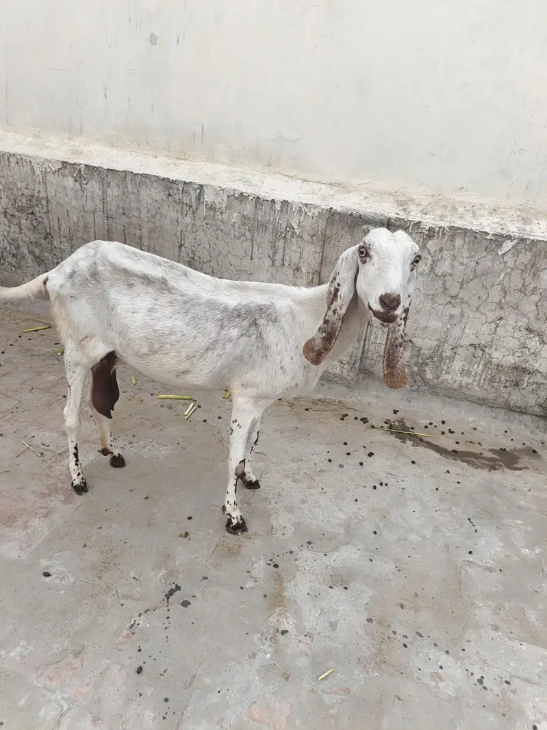 Female Goat For Sale