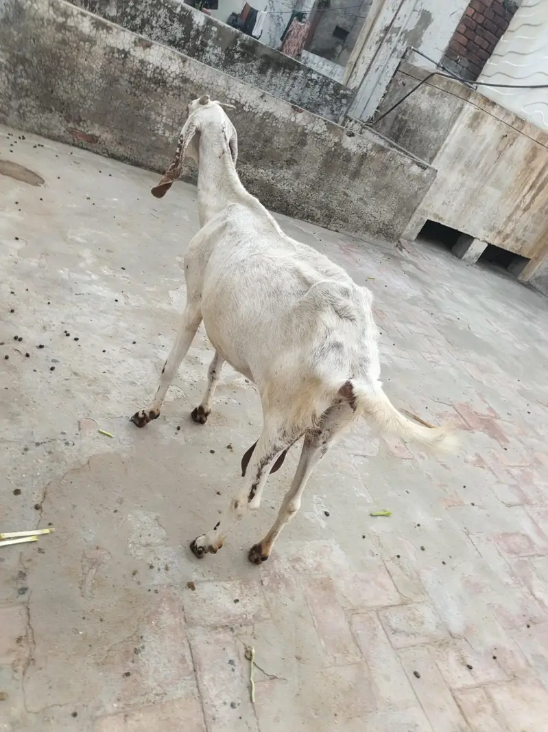 Female Goat For Sale — photo 2