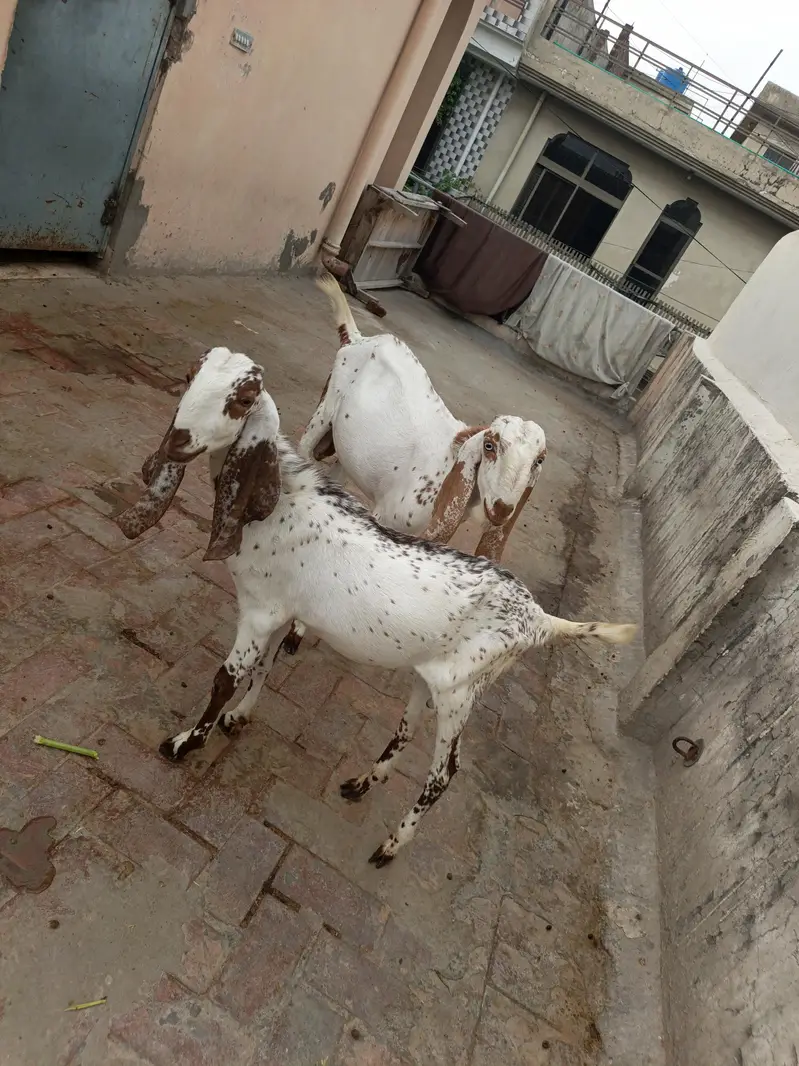 Female Goat For Sale — photo 3