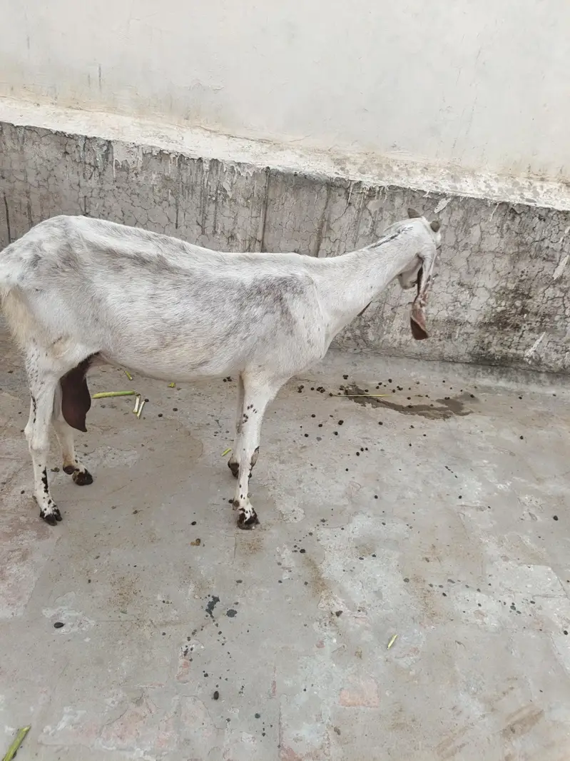 Female Goat For Sale — photo 4
