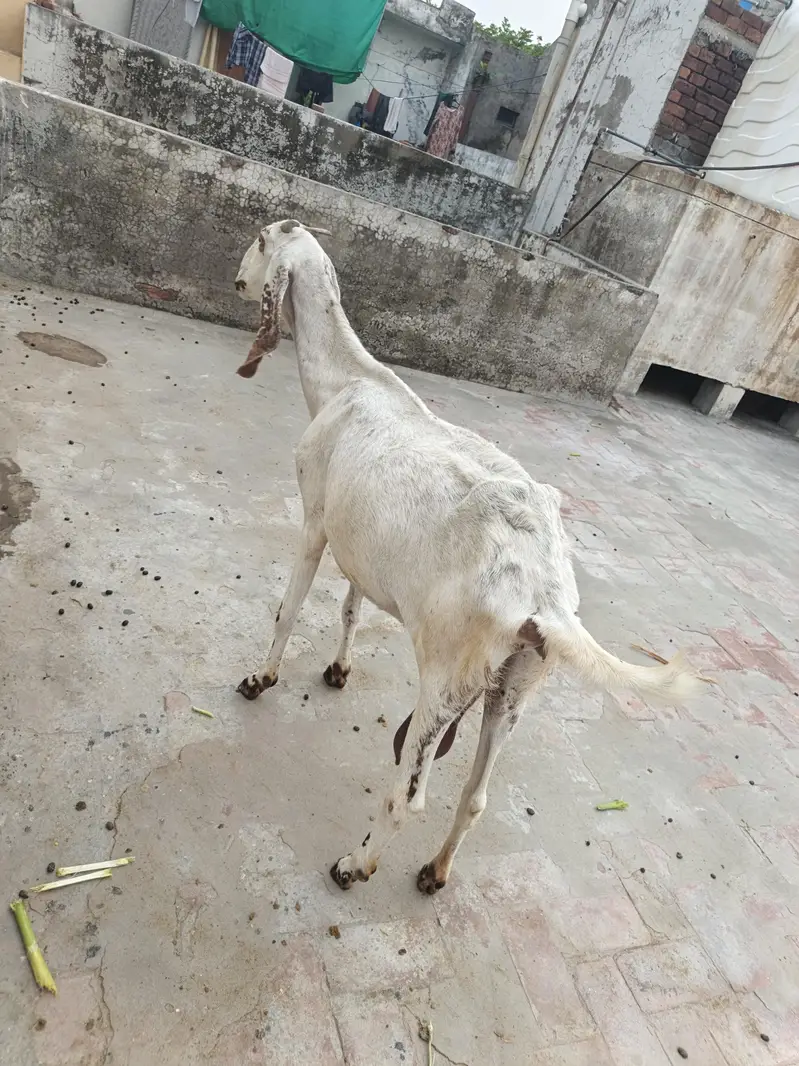 Female Goat For Sale — photo 5