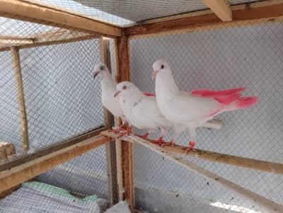 high flyer bazi wale pathe for sale
