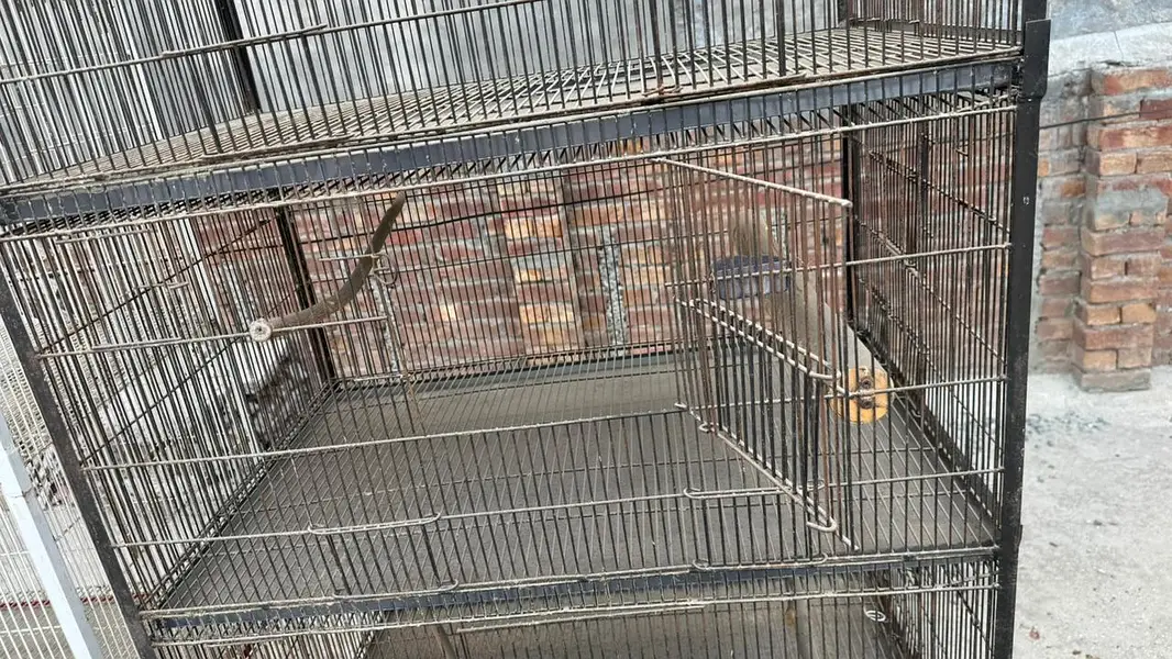 bird cage — photo 2