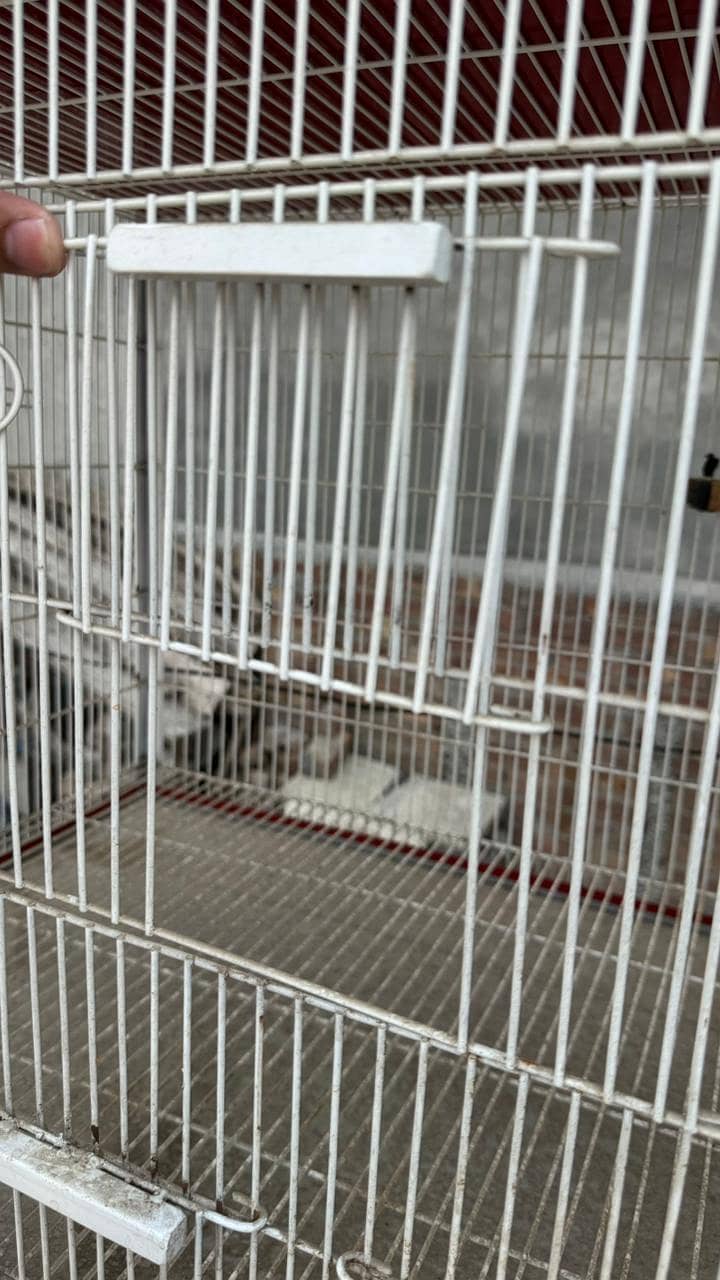 bird cage 3