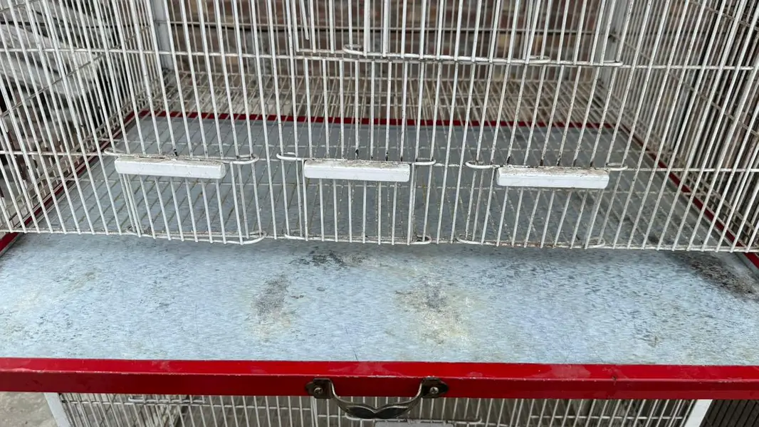 bird cage — photo 7