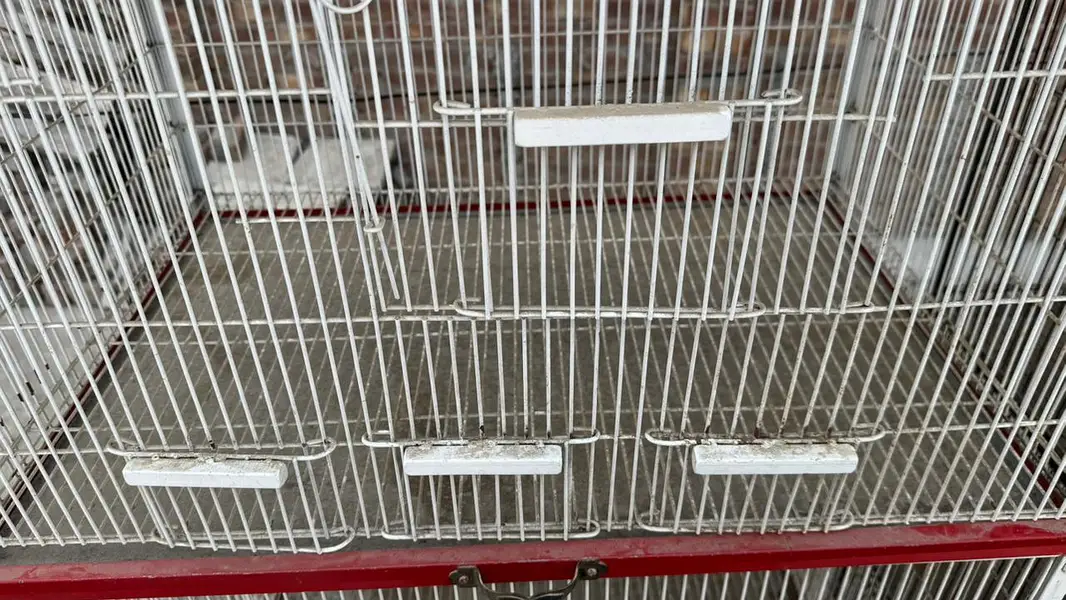 bird cage — photo 8