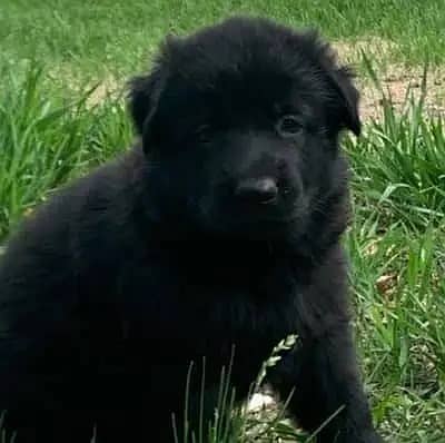 Black German Shepherd male dog for sale