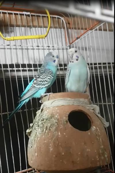 Budgies for Adopt/Pet with Cage,Matki,Feed