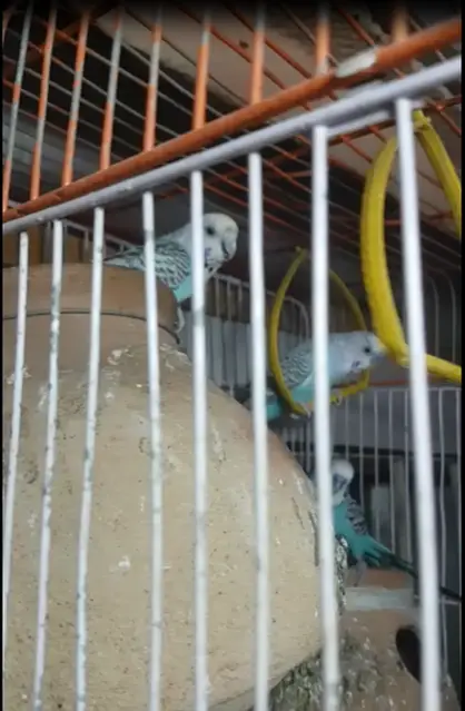 Budgies for Adopt/Pet with Cage,Matki,Feed — photo 2