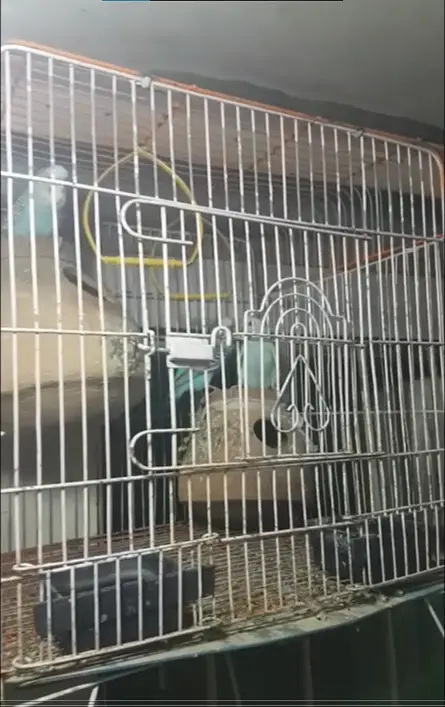 Budgies for Adopt/Pet with Cage,Matki,Feed — photo 3