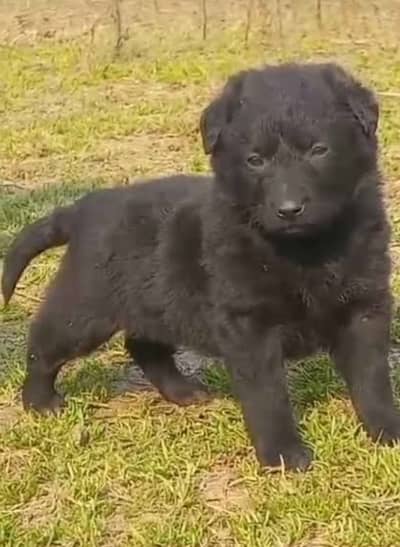 Black German Shepherd male dog for sale