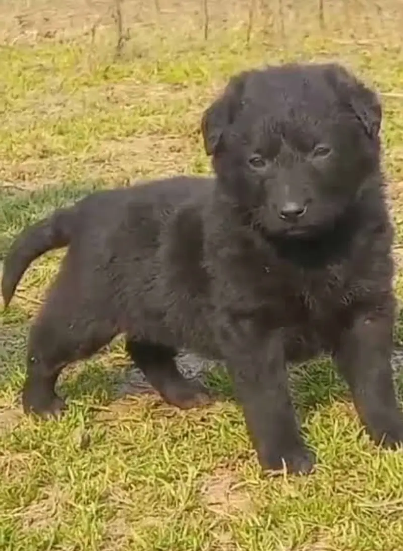 Black German Shepherd male dog for sale
