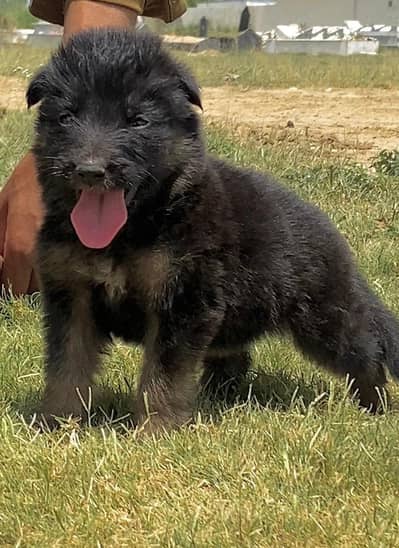 Black German Shepherd male dog for sale
