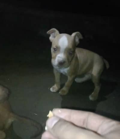 American pitbull terrier puppy