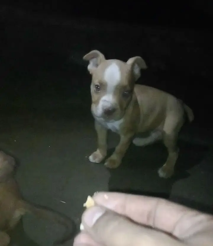 American pitbull terrier puppy