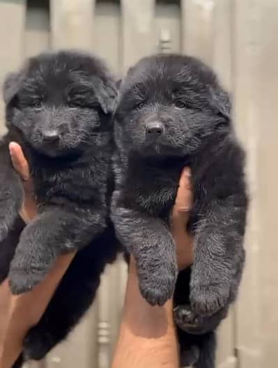 Black German Shepherd pair for sale