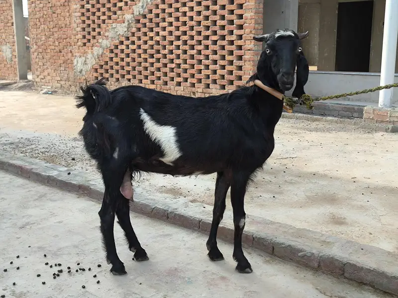 Bakri For sale