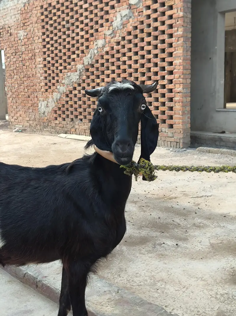 Bakri For sale — photo 2