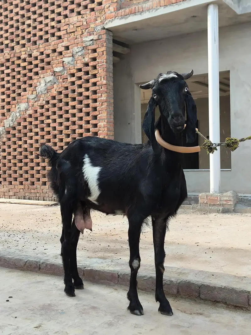 Bakri For sale — photo 3