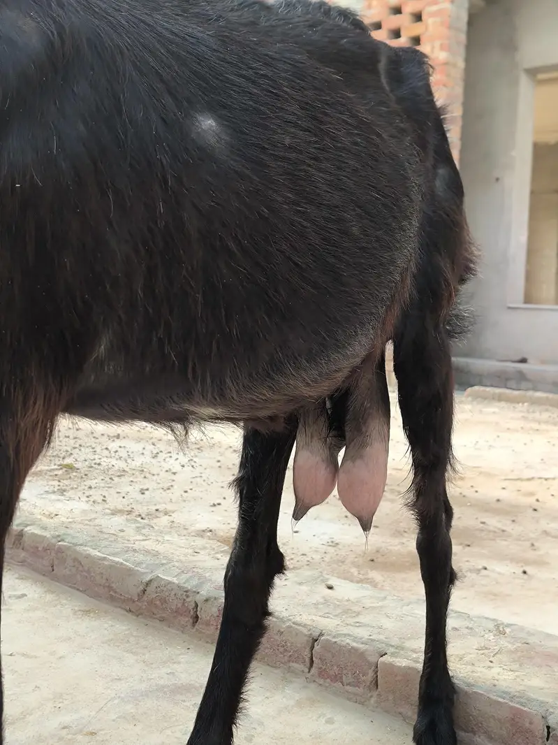 Bakri For sale — photo 4