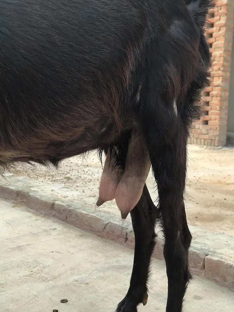 Bakri For sale — photo 5