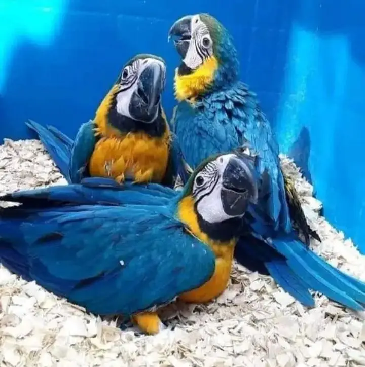 blue and gold macaw chicks for sale 0329=2338=351 — photo 2